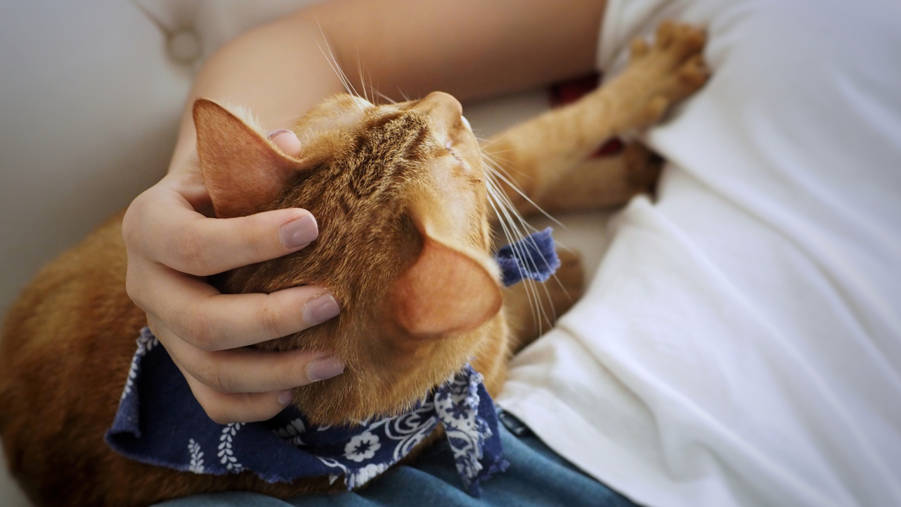 Зачем кошка мнет вас лапками