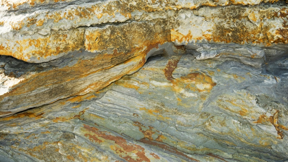 Палеобиологи обнаружили редкие споры в окаменелости, которая старше динозавров