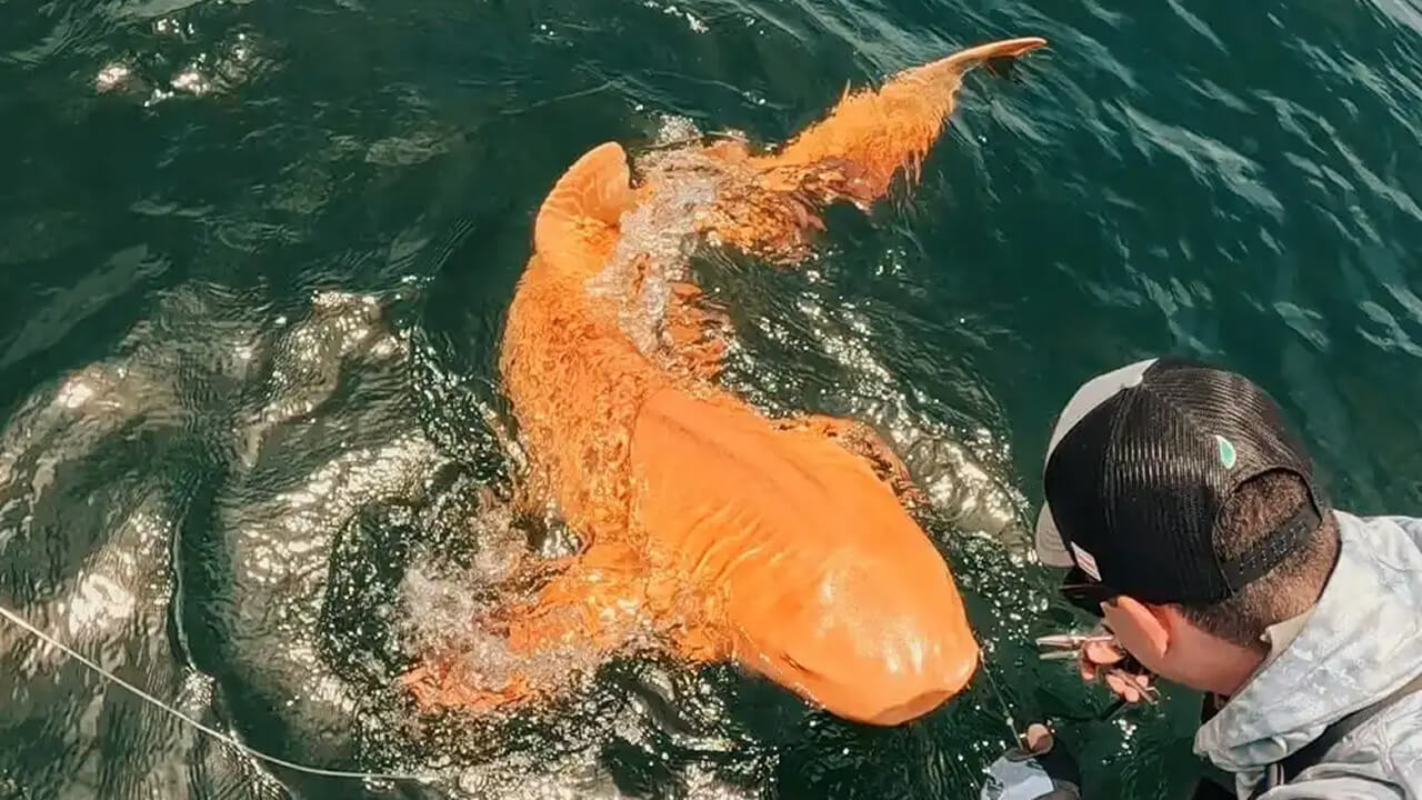 Уникальную оранжевую акулу с белыми глазами поймали в Карибском море