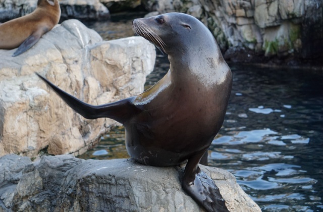 Не хуже людей: морской лев научился почти идеально попадать в ритм