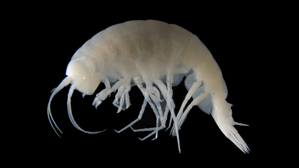 «Попкорновый» изопод и глубинные моллюски: биологи открыли 14 новых морских видов