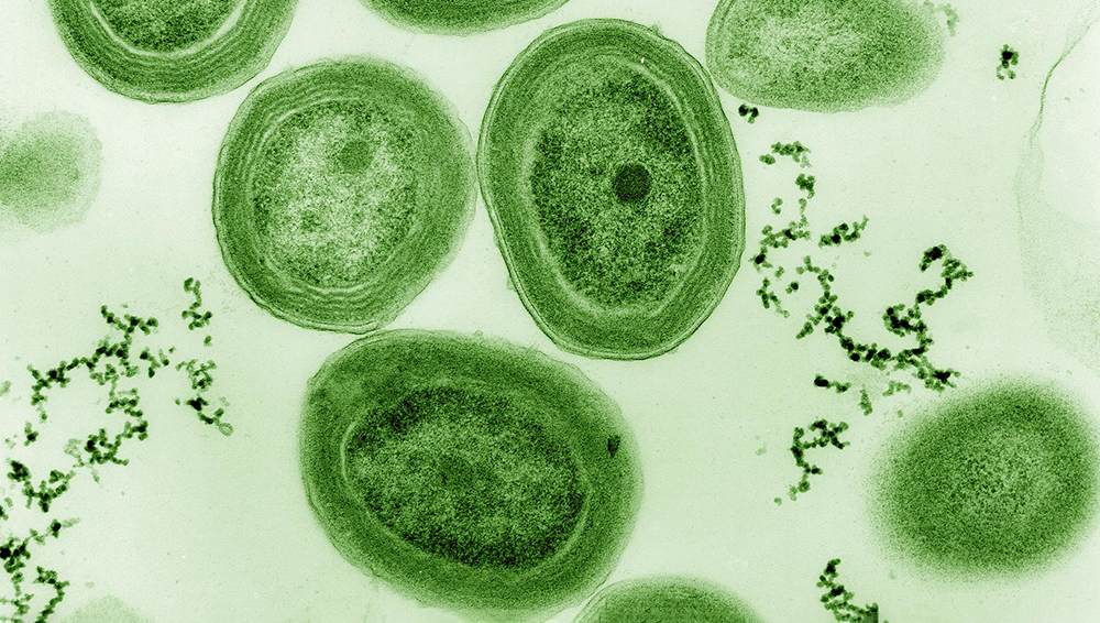 Потепление океанов угрожает микробу, производящему почти треть кислорода на Земле