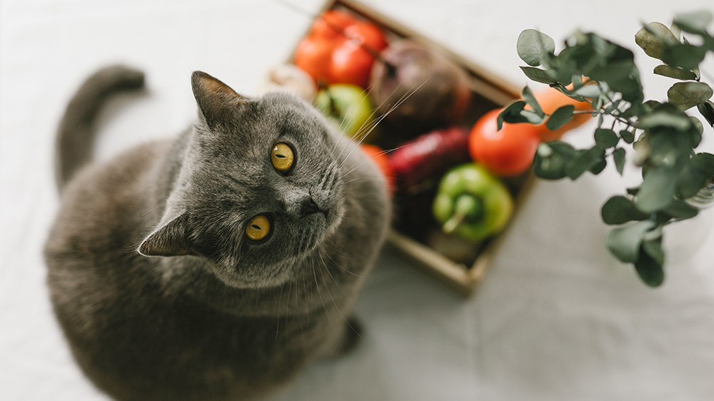 Распространенный овощ может нанести вред здоровью вашей кошки