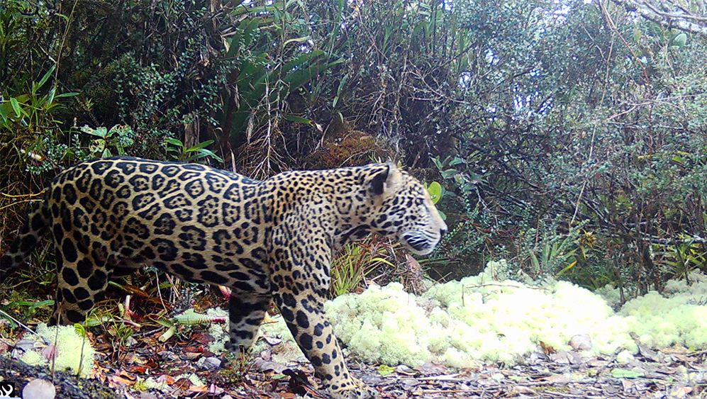 В горах Гондураса впервые за десятилетие увидели редкого облачного ягуара