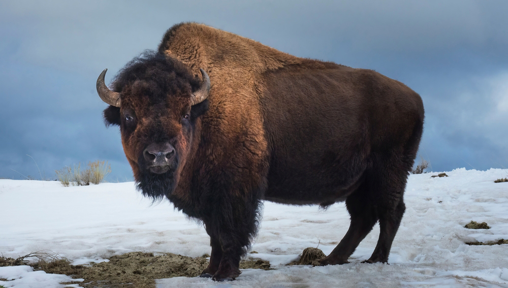 Раскрыта тайна 1100-летней охоты на бизонов Северной Америки