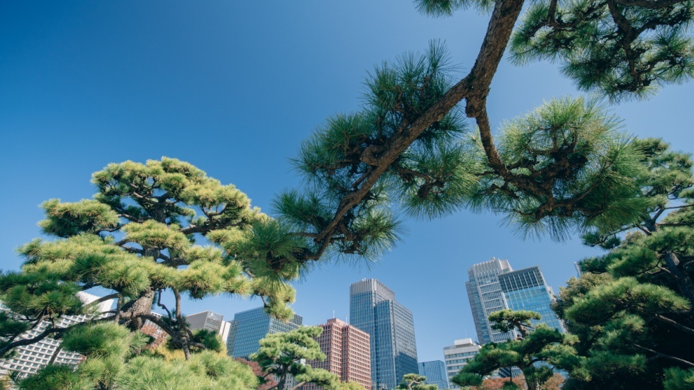 Еще одно дикое животное обосновалось в городах и даже скрытно выводит детенышей 