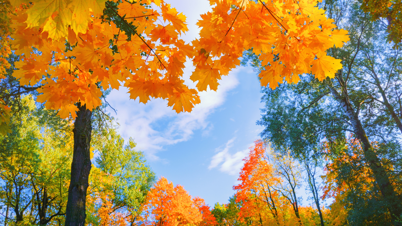 Какая погода будет на ноябрьские праздники — синоптики