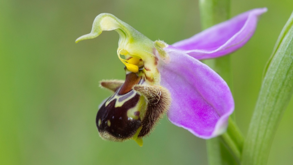 Осьминоги-мимы и пчелиные орхидеи: самые удивительные примеры мимикрии