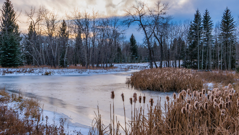 Правда ли, что болота не замерзают