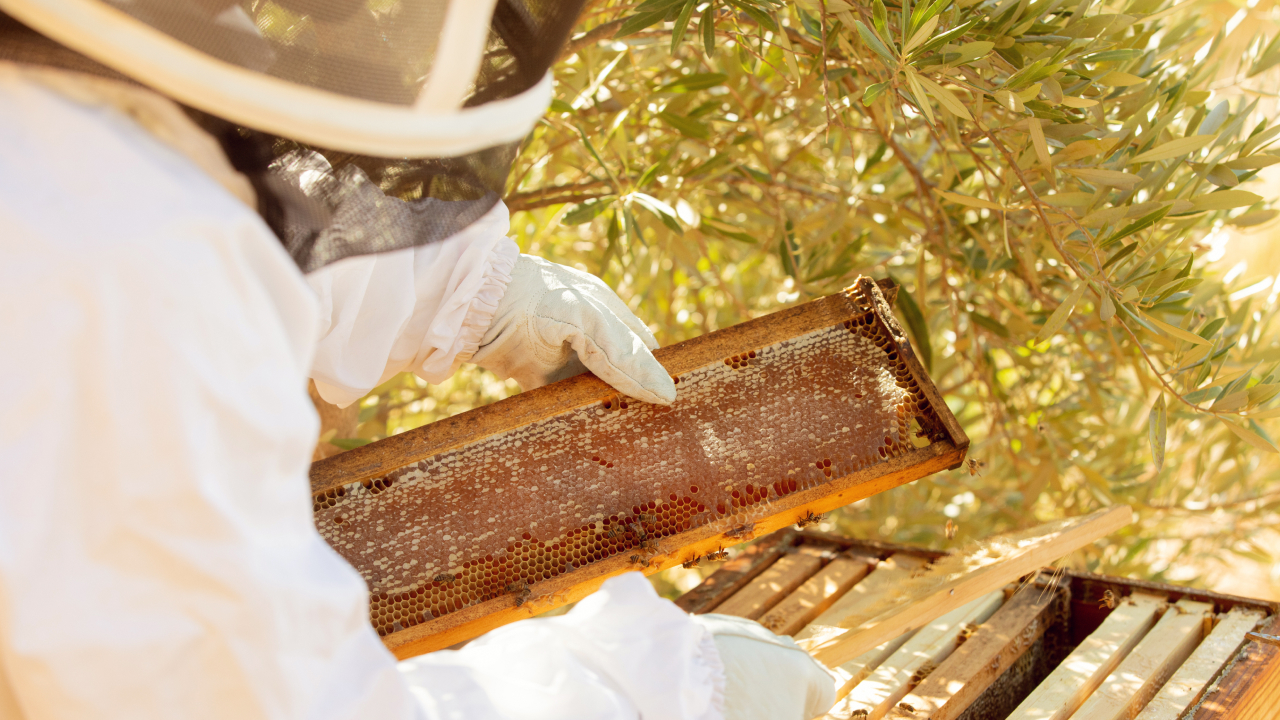 Африканцы научились общаться с птицами, чтобы добывать мед