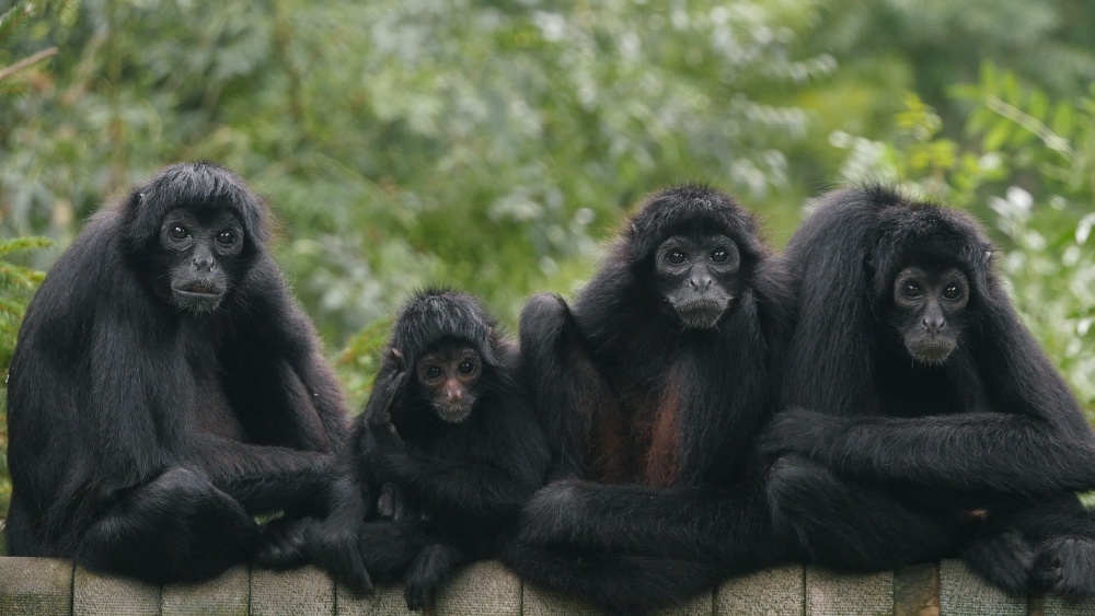 Обезьяньи соцсети: стаи приматов создали сложную сеть оповещения о еде