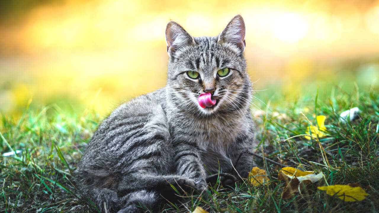 Не только мыши и птицы: на кого охотятся городские кошки