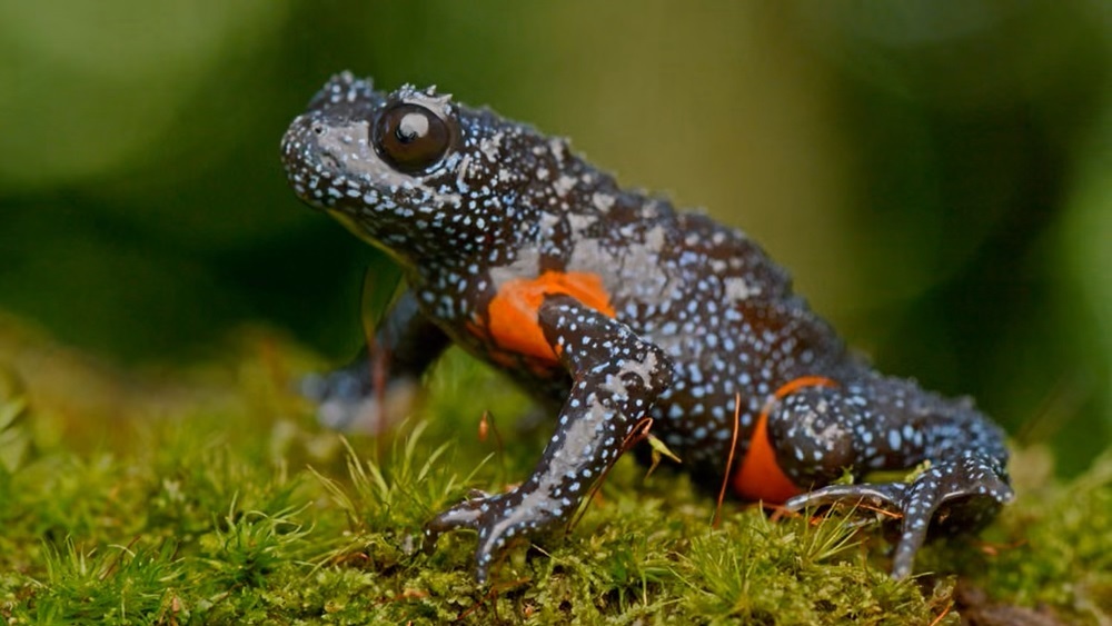 Редкий вид «галактических лягушек» исчез из-за наплыва фотографов 