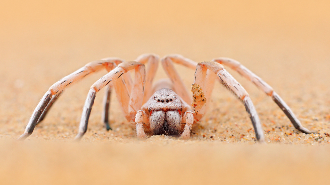 Открыт новый вид пауков, делающих ловушки в песке