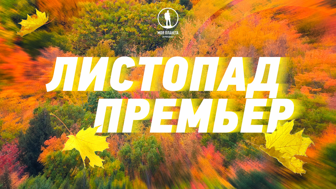 Ледяное дыхание Арктики, загадочный остров Пасхи и трущобы Ямайки: листопад премьер на «Моей Планете»