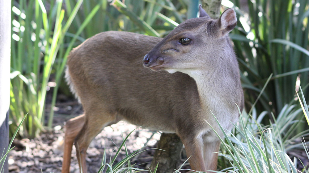 Фотоловушка сделала первый снимок редкой островной антилопы