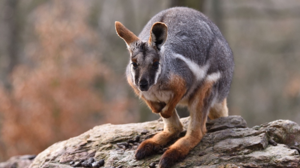 Названы пять австралийских животных, которые могут исчезнуть через 25 лет