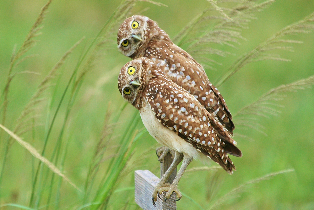 Как у сов получается поворачивать голову на 270 градусов