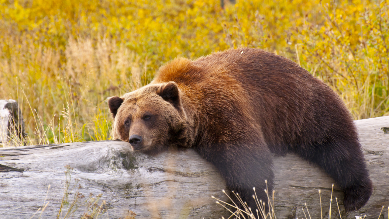 На Аляске выбрали самого упитанного медведя
