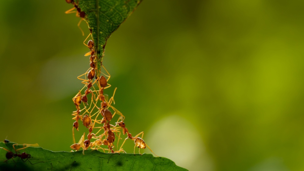 Паразит в муравейнике свергает матку и правит вместо нее, выяснили биологи