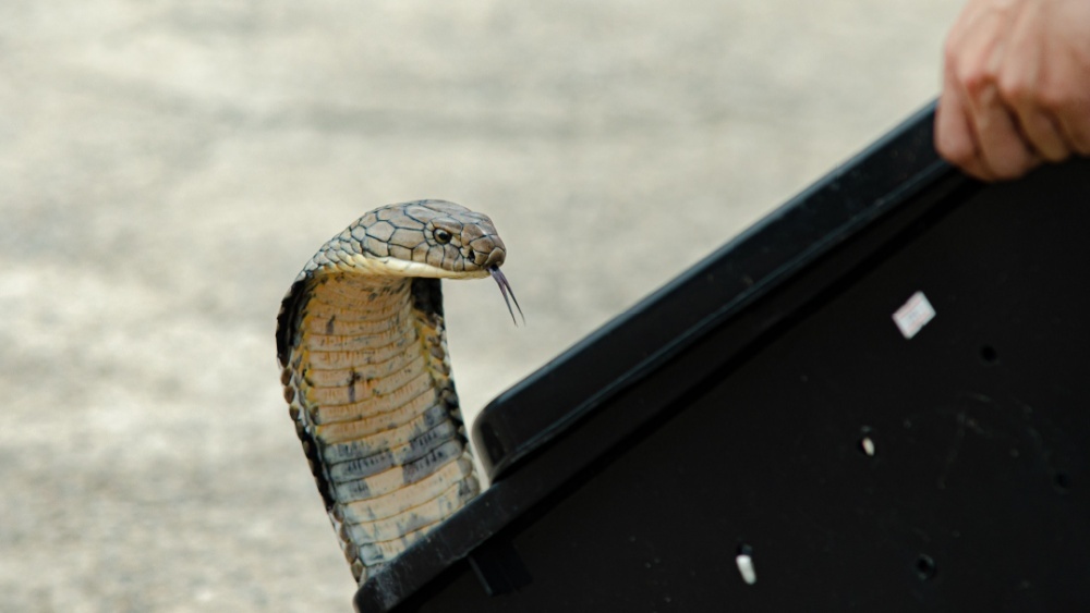 Змеиный автостоп: поезда помогают королевским кобрам расселяться в новые регионы