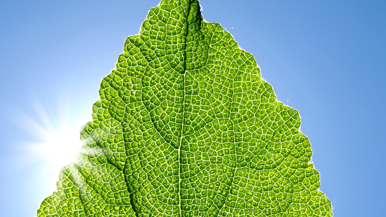 Аномально теплый финал: ВМО спрогнозировала погоду в конце 2025-го