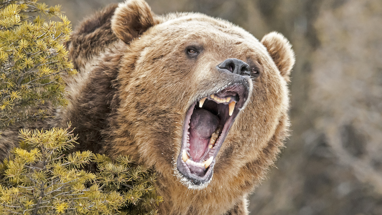 10 самых больших медведей планеты