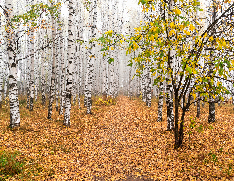 Фотографии передающие Настроение золотой осени 