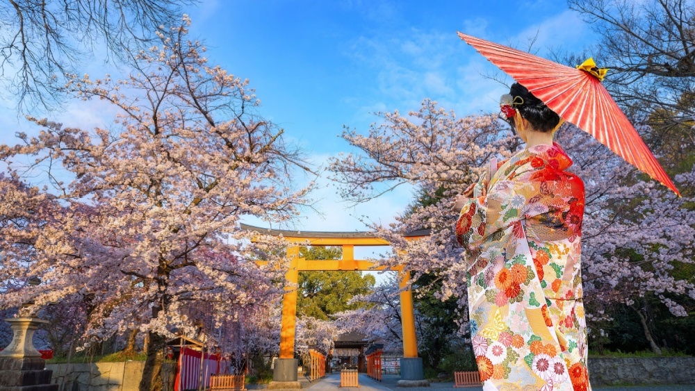 Япония может лишиться сакуры уже в ближайшие десятилетия 