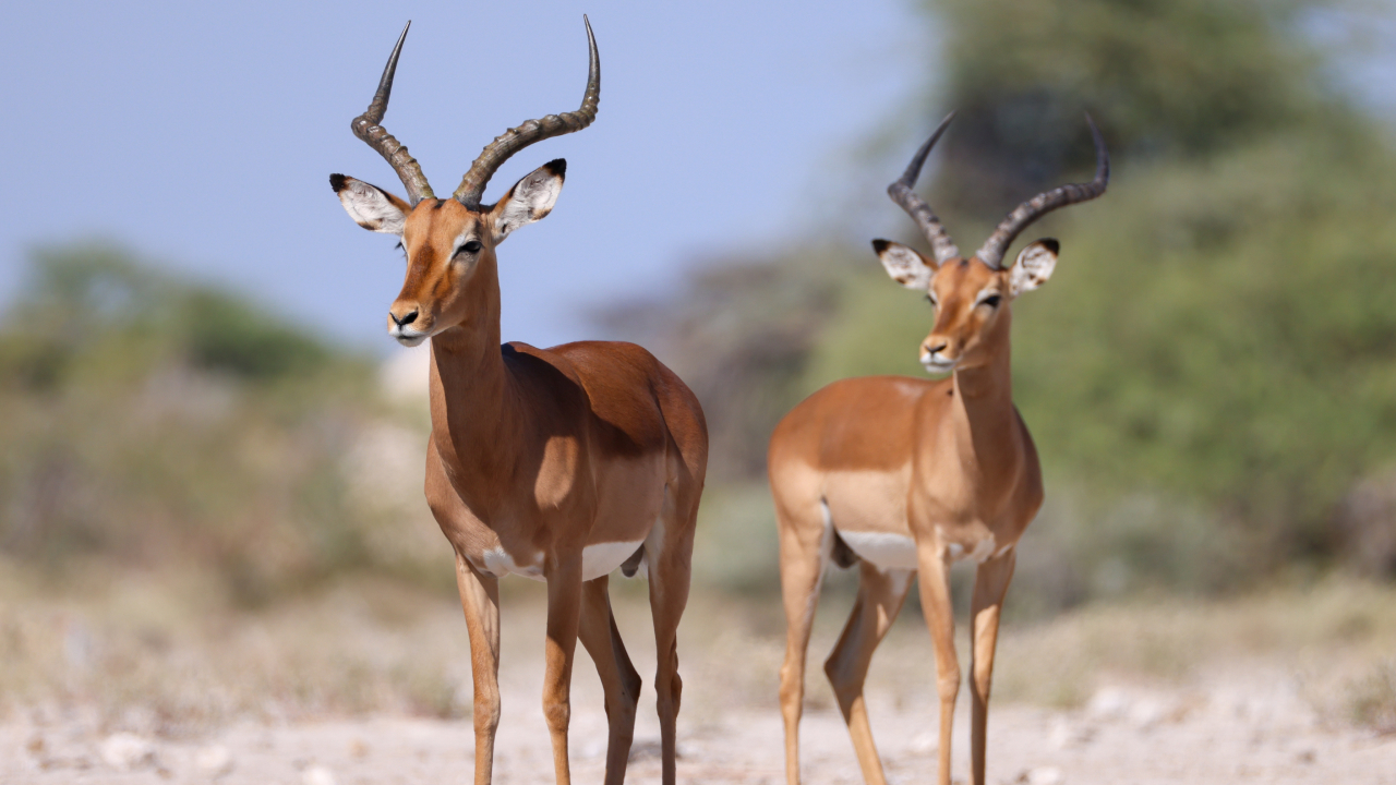 Неожиданные пищевые привычки антилоп рассказали о среде обитания предков человека