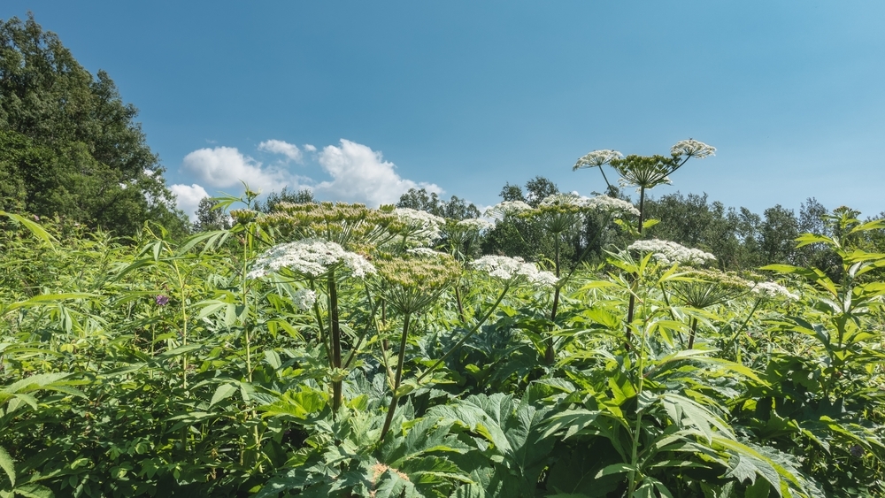 ИИ-сервис для поиска борщевика со спутников запустили в России