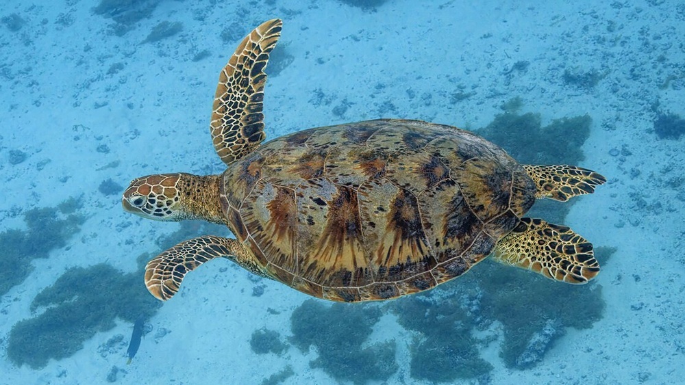 Морские черепахи стали защищать кораллы от инвазивных водорослей