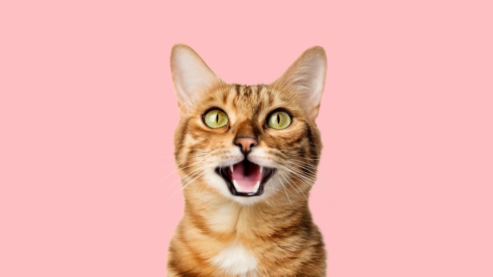 Трехцветная кошка стала новым начальником железнодорожной станции в Японии