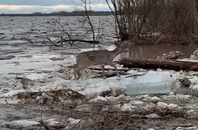 Олень с трудом выбрался на берег