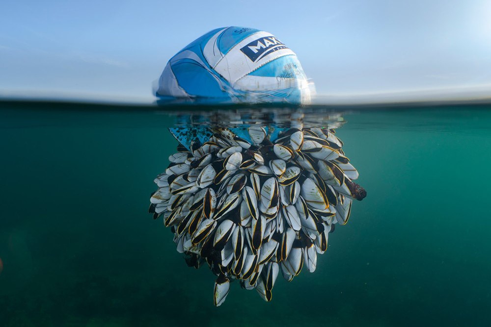 Моллюски-футболисты и потусторонний скворец: топ лучших фото British Wildlife Photography Awards