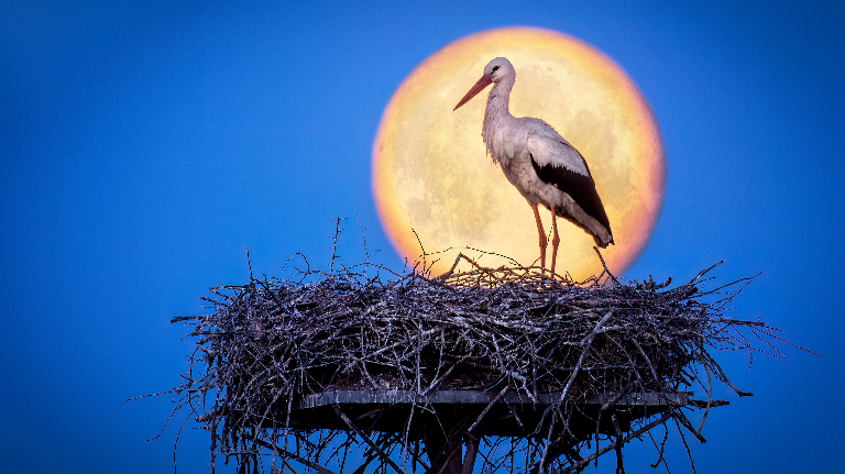 Снежная, кровавая и голубая: почему у Луны столько имен