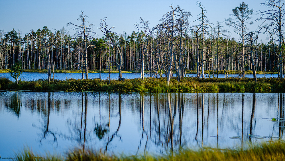 ИИ выявил миллионы деревьев-призраков вдоль побережья США