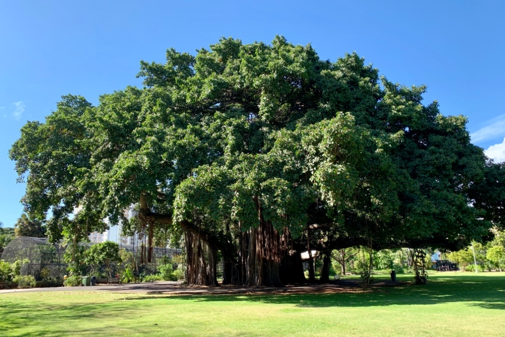 В 114 лет ушла из жизни индианка, которую называли Матерью деревьев