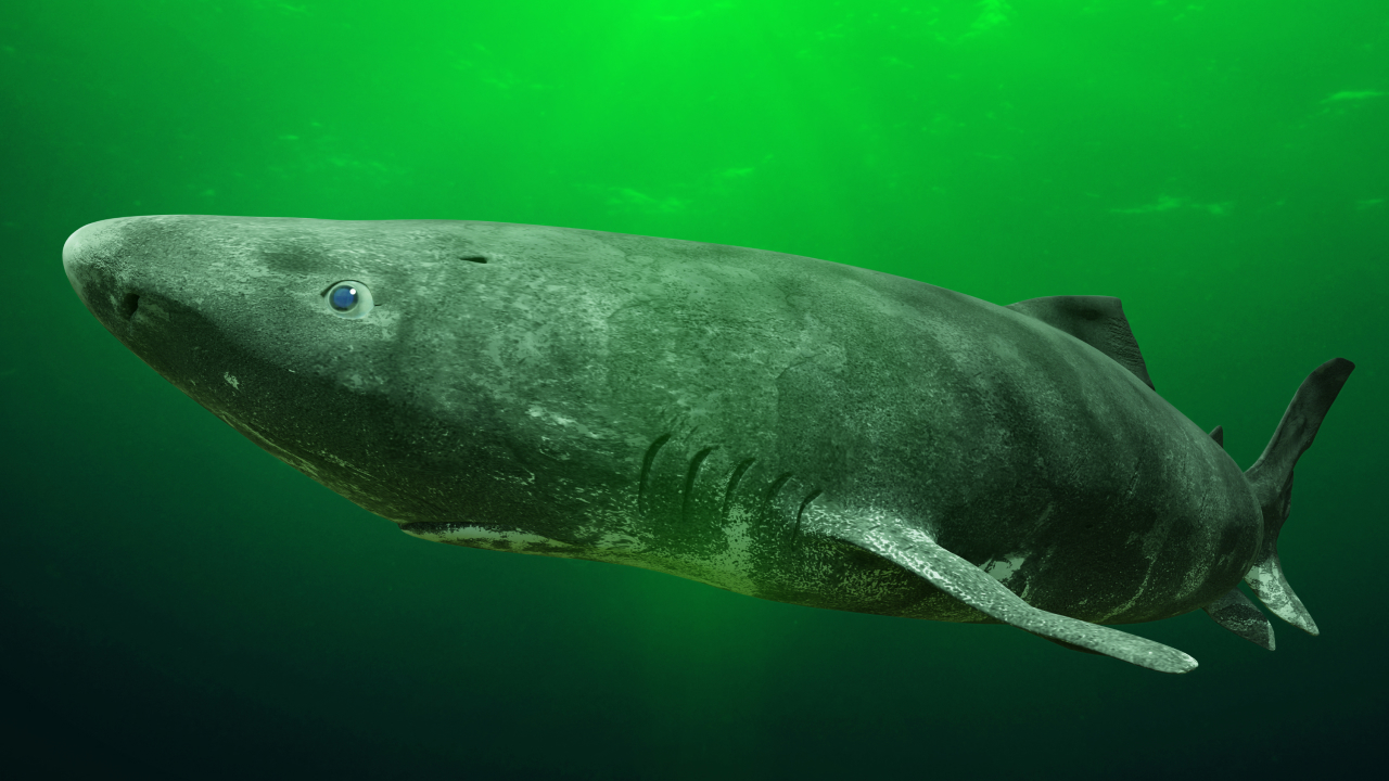 Гренландская акула: как живет этот обитатель ледяных глубин