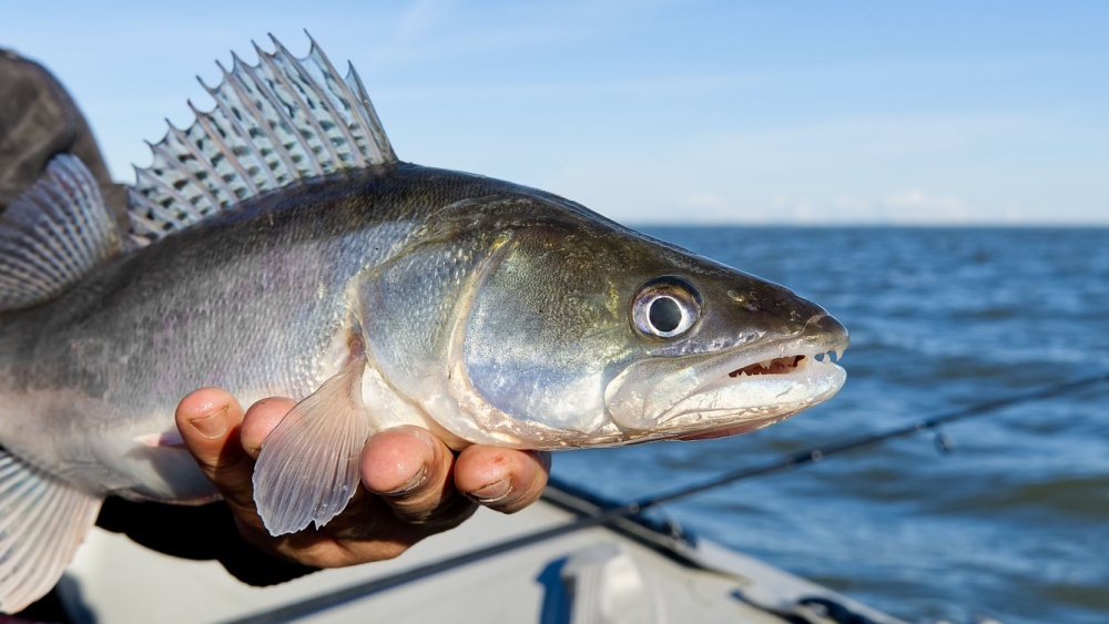 Новый «вечный» морской загрязнитель нашли в моллюсках и мидиях