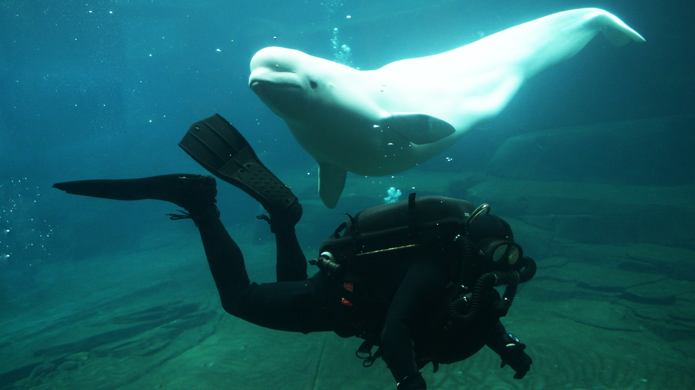 Странный инцидент в китайском океанариуме: белуха атаковала дайверов