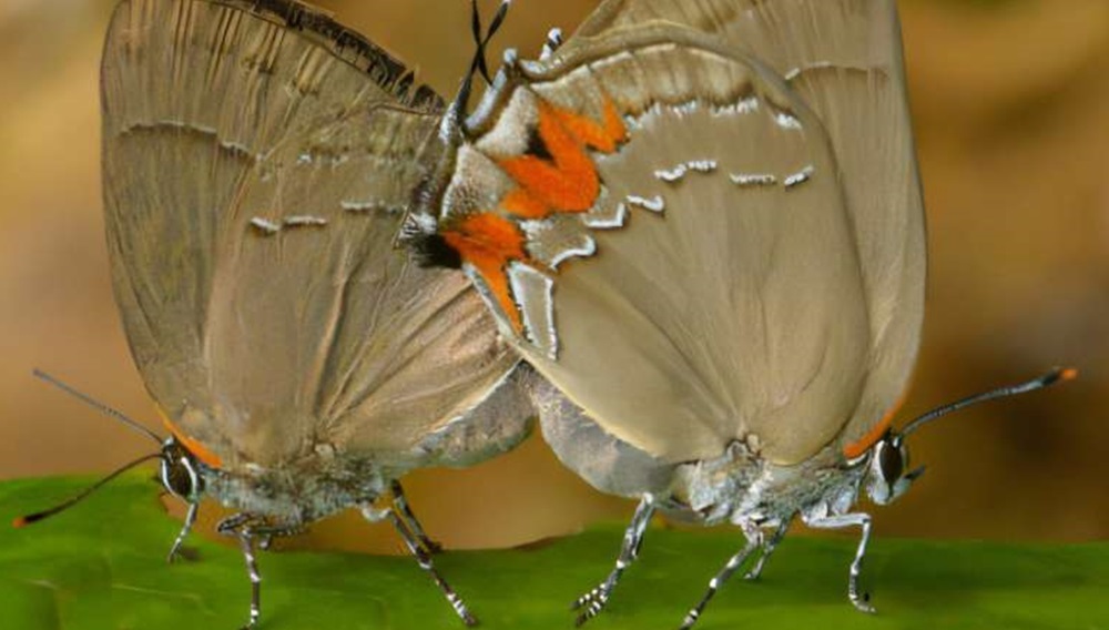 Девять новых бабочек открыли после изучения ДНК в музее