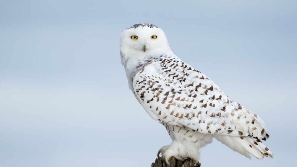 Полярную сову и еще 39 видов включили в международный список охраняемых видов