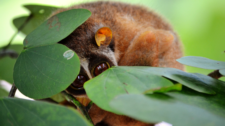 В зоопарке родился редчайший лори, и сразу покорил любителей животных