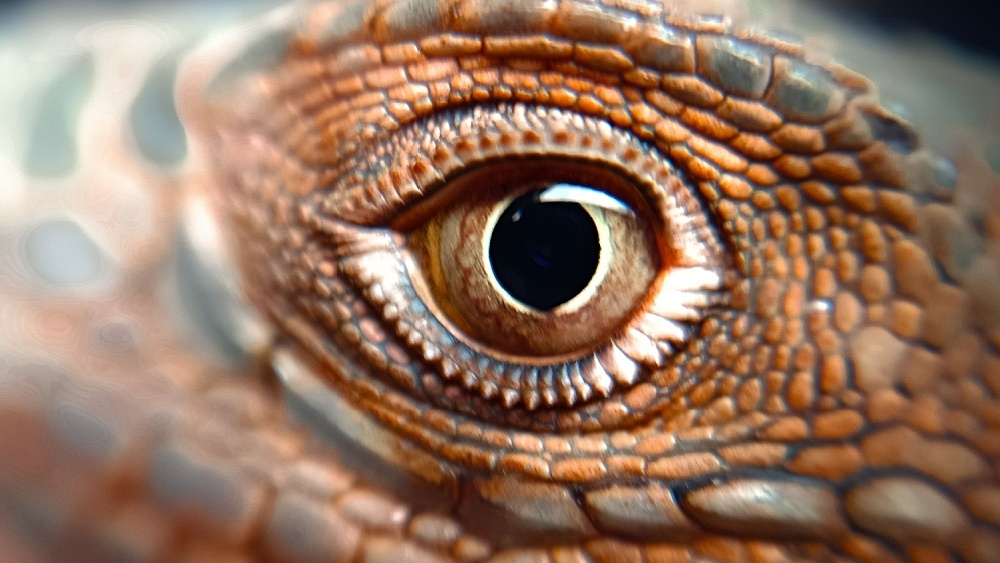 Кусок кожи возрастом 289 млн лет раскрыл, как рептилии перебрались на сушу из воды