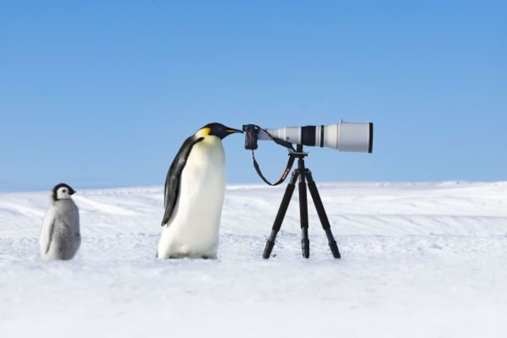 Лучшие фото пернатых: объявлены победители  Bird Photographer of the Year