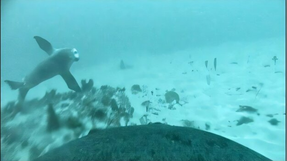 Подводную школу морских львов впервые сняли биологи