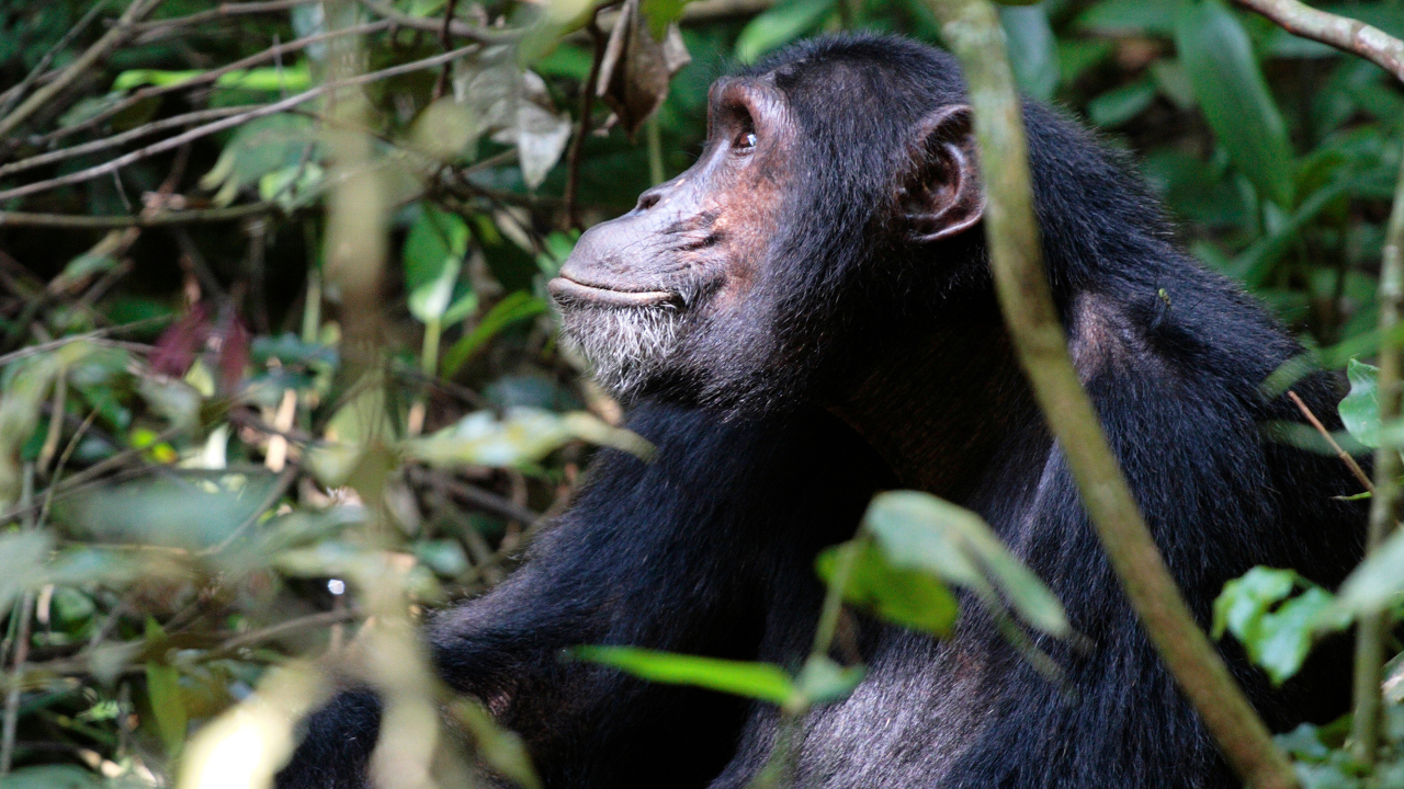 Гнезда шимпанзе показали, что они умеют предсказывать погоду