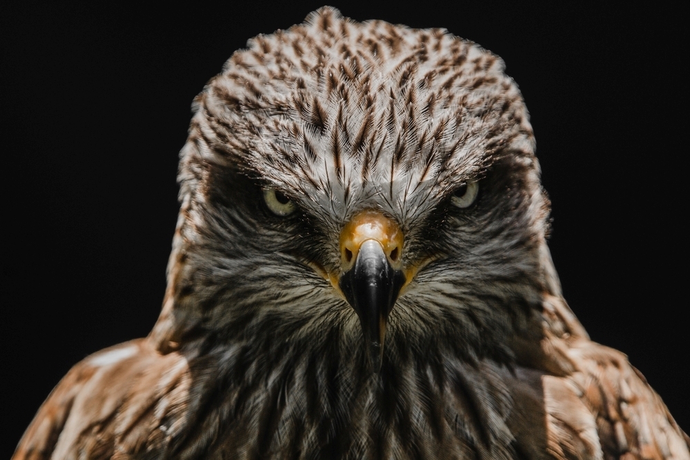 Биологи разгадали многовековую загадку птичьих глаз