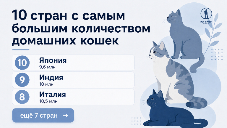 Где больше всего домашних кошек: инфографика
